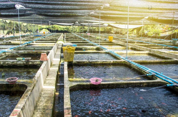 Shade net for Fish Farming